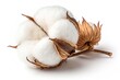 © Masum Billah Desinge - Fluffy cotton boll isolated on white  background Nice
