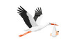 © renny - A cartoon stork carrying a baby in a bundle