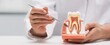 © Studio Nova - The tooth model held by dental professional demonstrating root canal anatomy and treatment