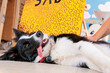 © ADDICTIVE STOCK - Dog relaxing in a colorful art workshop environment