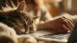 © Anastasiya - Cozy tabby cat napping with head on laptop while owner types, perfect warm home office scene for remote work concepts