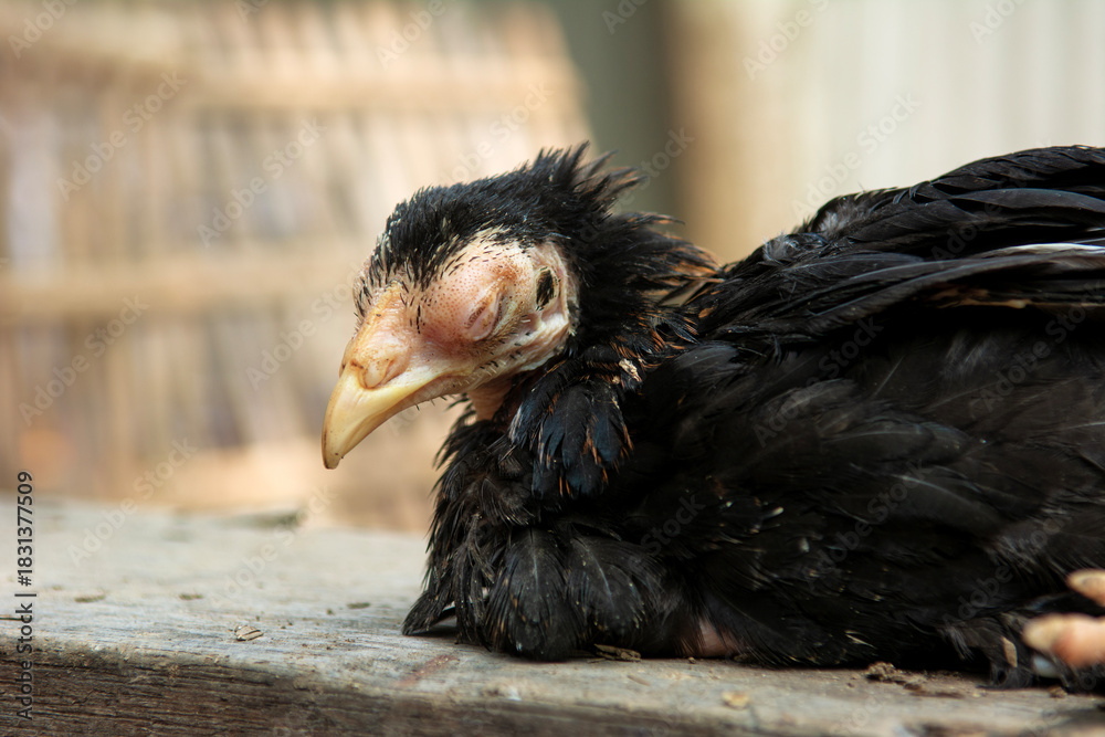 The black native chicken is sick and has swelling around its eyes