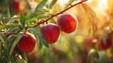 Fresh Ripe Cherries Growing on Tree in Sunlight – Organic Summer Fruit