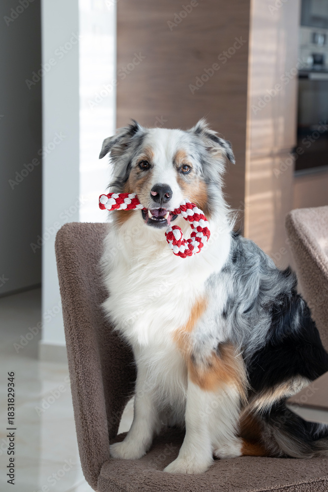 An Australian Shepherd holding a red and white candy-cane rope toy indoors sitting on a chair, perfect for holiday, pet, and seasonal themed content. Christmas and New year with a dog
