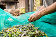 © davide bonaldo - close up of hands picking olives from the ground during olive harvest season with net in spain