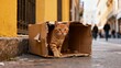 © LI - A cute orange tabby cat peers cautiously out of a damaged cardboard box resting on a concrete sidewalk in a city alley.