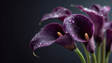 Elegant purple calla lilies with water droplets against a dark background. These beautiful flowers are perfect for adding a touch of sophistication to any project or design