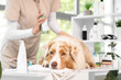 © Pixel-Shot - Australian Shepherd dog lying on table in grooming salon, closeup