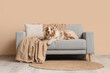 © Pixel-Shot - Cute Australian Shepherd dog lying on sofa near beige wall in living room