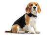 © MKS - On a white background, a beagle dog is depicted in a sitting position, with an alert look and a coat that is smooth