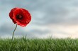© Achirawee - Macro 3D render of a vibrant red poppy against a blurred green meadow, pastel sky above, ample empty area on one side for text