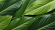 © smth.design - Vibrant overlapping tropical green leaves with detailed texture and natural pattern creating a lush botanical background