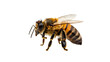 © MALIK STOCKS - Honey bee isolated on white transperent backgroud.png