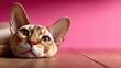 © Larisa AI - A captivating close-up of a charming Devons Rex cat resting on a wooden floor, radiating tranquility and softness against a pink backdrop, creating an artful composition.