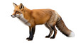 © Irina - Red fox standing isolated PNG on transparent background, vulpes vulpes with orange fur and bushy tail for wildlife and nature designs