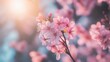 © Jaetin - Cherry blossom flowers blooming on slender branches illuminated by soft sunlight representing seasonal beauty and tranquility.