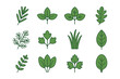 © YULIIA - Collection of twelve green herb leaves on white background.