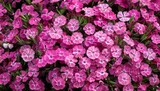 aerial view pink kisses dianthus flowers blooming garden mini carnation photography