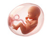 © David Zarzosa - Fetal development illustration inside amniotic sac on white or transparent background.