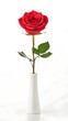 © NoorArt Studio - Single red rose in a white vase isolated on white background