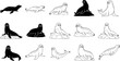 © Jenz0 - Collection of seal silhouettes and outlines in various artistic styles