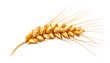 © Asriani - Golden wheat spike on a black background, detail shows ripened grains and wispy awns ready for harvest