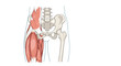 © Rabby - Anterior view of the human hip joint, showing the connection of the femur to the pelvic girdle and the surrounding thigh muscles.