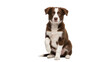 © Matej - Adorable brown and white Border Collie puppy sitting isolated PNG, cute dog with paw up on transparent background