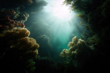  Sunlight filters through water, illuminating underwater flora an