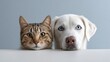 © olga_demina - Domestic cat and beautiful white dog with striking blue eyes peeking together over a clean white surface with a neutral grey blue background, representing pet companionship and animal bonding