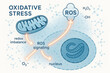 © Chanita - Scientific diagram of oxidative stress showing intracellular ROS signaling pathways. Mitochondria and nucleus part of redox imbalance concept and cell damage process
