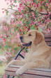 © Алеся Сутягина - A golden retriever walks outside in the flowers of a pink apple tree. Pet store advertising.Active recreation, playing with dogs. A family dog. Shelters and pet stores