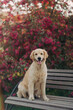 © Алеся Сутягина - A golden retriever walks outside in the flowers of a pink apple tree. Pet store advertising.Active recreation, playing with dogs. A family dog. Shelters and pet stores