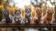 © Miramiska - A charming group of kittens are perched on a wooden fence, gazing upwards with curious and alert expressions. The scene evokes feelings of innocence and playfulness.