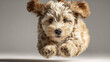 © Thanthara - Curly fur puppy with expressive eyes captured mid jump against neutral background, showing energetic and playful motion with soft lighting highlighting its fluffy texture