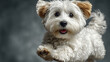 © Thanthara - White terrier dog with fluffy fur and brown ears looking happy with tongue out, standing on dark blurred background in high key style photo