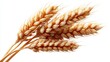 © RndVisuals - Close-up of golden wheat stalks isolated on a clean white background