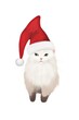 © Rawpixel.com - Cat wearing a Santa hat.