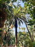 Palm grove in the lush Marrakech garden, palm trees dense green fronds, warm daylight through foliage and blue sky