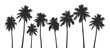 © Macrostock - PNG Palm trees silhouette outdoors nature