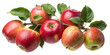 © Md - A branch laden with a cluster of vibrant red apples and fresh green leaves on a black background on transparent background