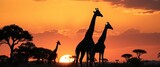 Silhouetted giraffe family and acacia trees at sunset in the Masai Mara, Kenya,   wild,  Africa