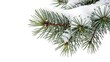© julakhabegum - Close up of snow covered pine needles on a white background