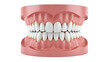 © Mar - Dental Teeth Model Displayed on White Background
