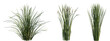 © Viktoria - Set of Juncus effusus (common names common rush or soft rush) isolated png on a transparent background perfectly cutout high resolution