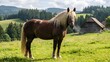 © Mio - Black Forest Horse(ブラックフォレストホース)