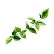© Watercolor - Watercolor a watercolor illustration of a fresh green basil sprig isolated on transparent background