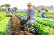 © JackF - Girl works in farmers field and harvests leaves red salad, cuts fresh and juicy lollo rosso salad sprout sprig. Growing crops for sale in local supermarkets and greengrocers shops.