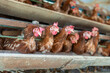© TAN - Flock of Roosters on Metal Trough with Food