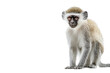 © Boltan Pic Studio - Detailed vervet monkey isolated on transparent background
